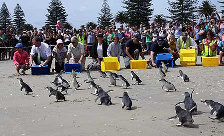 The penguins are released at Mount Maunganui.